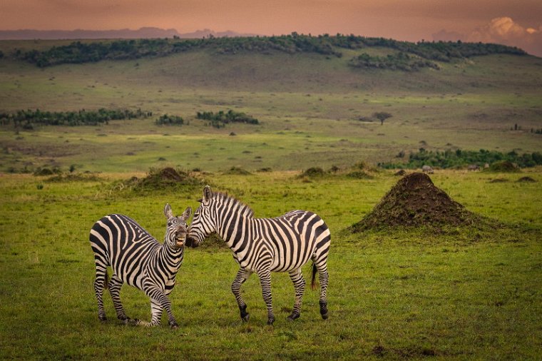 056 Masai Mara, zebra.jpg